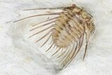 Kettneraspis Trilobite - Black Cat Mountain, Oklahoma #170290-4